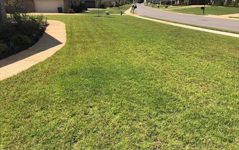 Centipedegrass