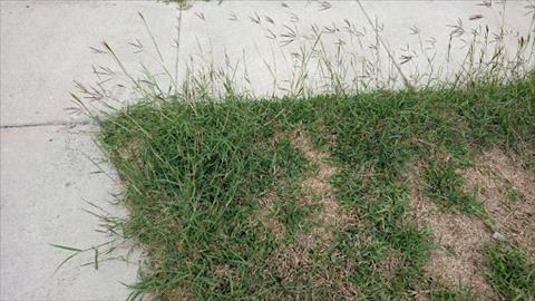 King Ranch Bluestem