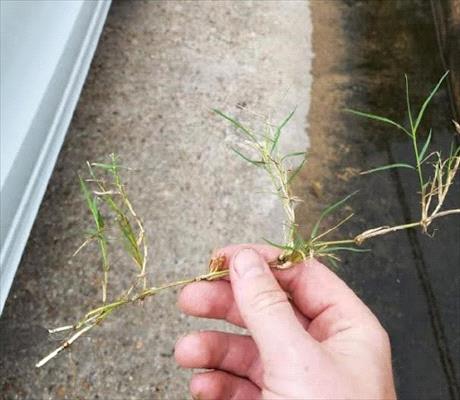 Torpedograss